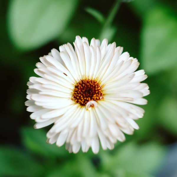 weiße Ringelblume Jora Dahl