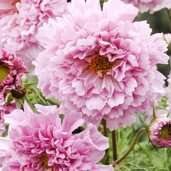 Gefüllte Kosmee in rosa