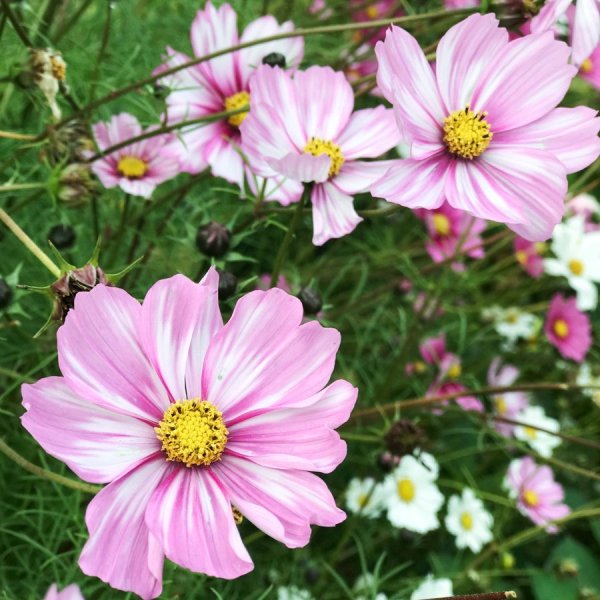 Rosa Kosmee Besonderheit