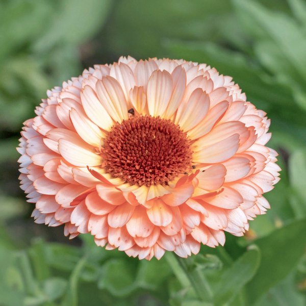 Ringelblume rosa apricot