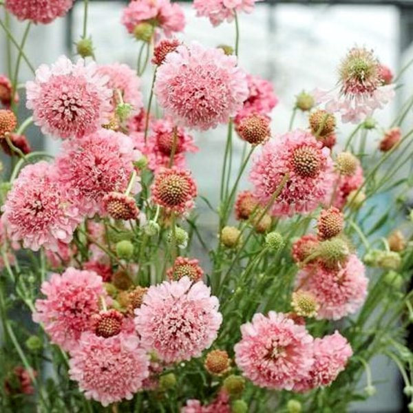 Saatgut Scabiosa rosa